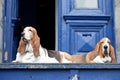 Basset hounds Royalty Free Stock Photo