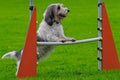 basset stands on an obstacle