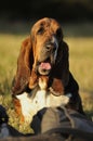 Basset