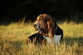 Basset