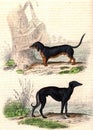 Basset with torso legs, The Greyhound, vintage engraving