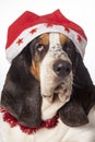 Bassethound dressed for christmas Royalty Free Stock Photo