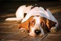 Bassethound Royalty Free Stock Photo