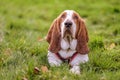 Bassethound Royalty Free Stock Photo