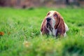 Bassethound Royalty Free Stock Photo