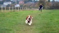 Bassethound Royalty Free Stock Photo