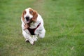 Bassethound Royalty Free Stock Photo