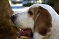 Bassethound Royalty Free Stock Photo