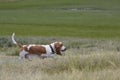 Bassethound walks in the field Royalty Free Stock Photo