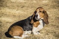 Bassett hound