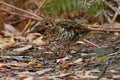 Bassian Thrush - Zoothera lunulata known as the olive-tailed thrush, insectivorous thrush found in southeastern Australia and Tasm Royalty Free Stock Photo