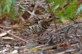 Bassian Thrush - Zoothera lunulata known as the olive-tailed thrush, insectivorous thrush found in southeastern Australia and Tasm Royalty Free Stock Photo