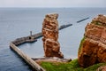 Basstoelpel und Trottellummen auf Helgoland, Gannets and Guillemots of Heligoland Royalty Free Stock Photo