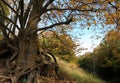 Basswood Tree in Autumn Royalty Free Stock Photo