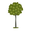 Basswood tree icon flat style vector illustration