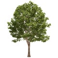 Basswood Tree Isolated Royalty Free Stock Photo