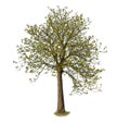 Basswood tree in spring, cutout tree isolated on white background Royalty Free Stock Photo