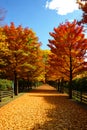 Autumn. Fall nature scene. Autumnal park Royalty Free Stock Photo