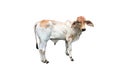 Bastard brahman cattle Royalty Free Stock Photo