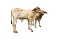 Bastard brahman cattle Royalty Free Stock Photo