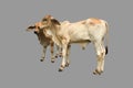 Bastard brahman cattle Royalty Free Stock Photo