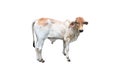 Bastard brahman cattle Royalty Free Stock Photo