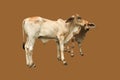 Bastard brahman cattle Royalty Free Stock Photo