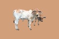 Bastard brahman cattle Royalty Free Stock Photo