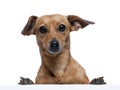 dog in front of white background Royalty Free Stock Photo