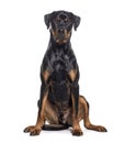 Bastard dog, rottweiler cross with boxer, isolated on white