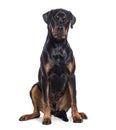 Bastard dog, rottweiler cross with boxer, isolated on white