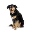 dog sitting in front of white background Royalty Free Stock Photo