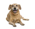 dog sitting in front of white background Royalty Free Stock Photo