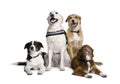 dogs sitting in front of white background