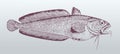 red cod or northern codling pseudophycis breviuscula, a fish from australia in profile view