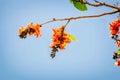 Teak Flower bloom on blue sky Royalty Free Stock Photo