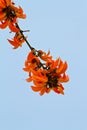 Teak flower, Flame of the Forest Royalty Free Stock Photo