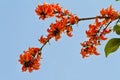 Teak flower, Flame of the Forest Royalty Free Stock Photo