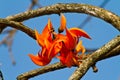 Teak flower, Flame of the Forest Royalty Free Stock Photo