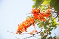 Teak flowers on nature background.