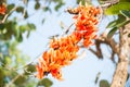 Teak flowers on nature background.