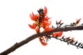 Teak flowers on white background.