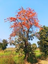 Bastard teak, Parrot tree, Butea gum and Sacred tree, Palash flower tree, Butea Monosperma or palash flower, India.