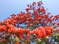 Bastard teak, Parrot tree, Butea gum and Sacred tree, Palash flower tree, Butea Monosperma or palash flower, India.