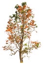 Teak tree or Bengal Kino , tropical tree