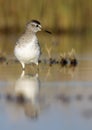Bastardo sandpiper Royalty Free Stock Photo
