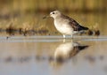 Bastardo sandpiper Royalty Free Stock Photo