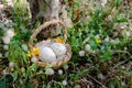 Bastket with two quil eggs in the gras with flowers - easter concept