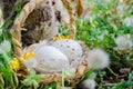 Bastket with two quil eggs in the gras with flowers - easter concept Royalty Free Stock Photo