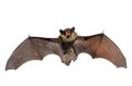 Bat 1